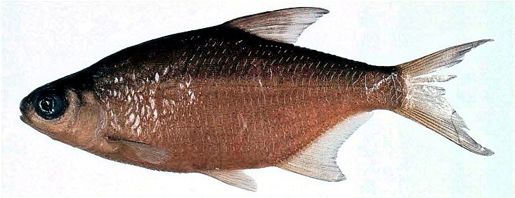 Blicca bjoerkna_04.jpg